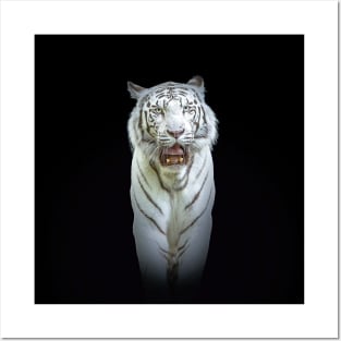 White Tiger Animal Wildlife Jungle Nature Travel Adventure Digital Painting Posters and Art